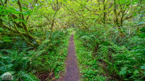 Iron Creek Campground of the Gifford Pinchot National Forest