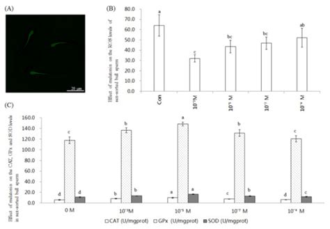 Melatonin Improves the Fertilization Capacity of Sex-Sorted Bull Sperm ...