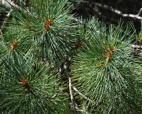 Pinus monticola (Western White Pine) – 10,000 Things of the Pacific ...