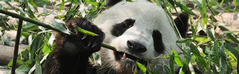 Dujiangyan Panda Base, A Panda Valley for Panda Volunteer Program