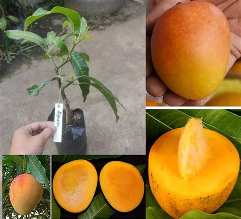 Ratnagiri Alphonso Mango Plant Grafted (Height 2-3 Feet) Furit After 1. ...