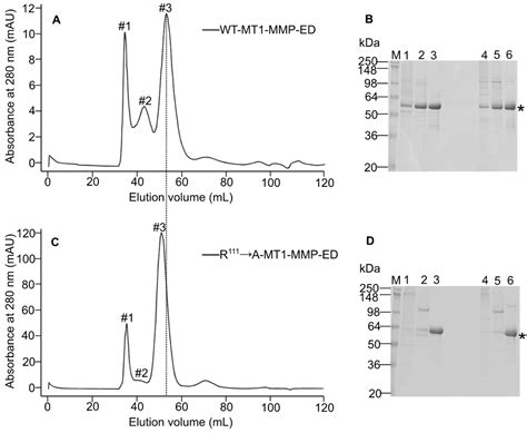 The Catalytic Domain Mediates Homomultimerization of MT1-MMP and the ...