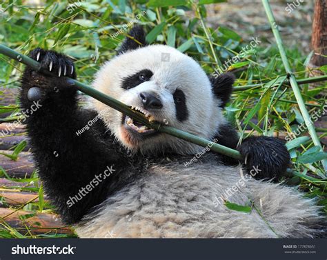 Panda Bite