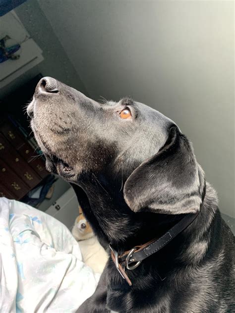 I lost my boy, my furry son, my soul mate 44 days ago. My heart has ...