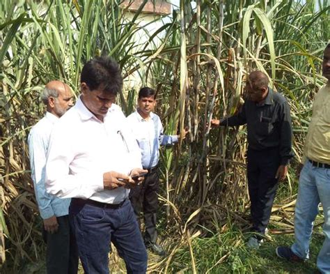 जलभराव वाले क्षेत्र में भी अब लहलहाएगी गन्ने की फसल - Sugarcane crop is ...