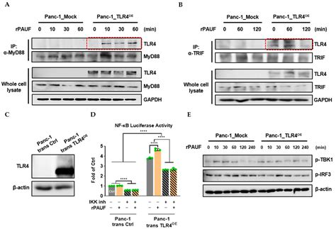 PAUF Induces Migration of Human Pancreatic Cancer Cells Exclusively via ...