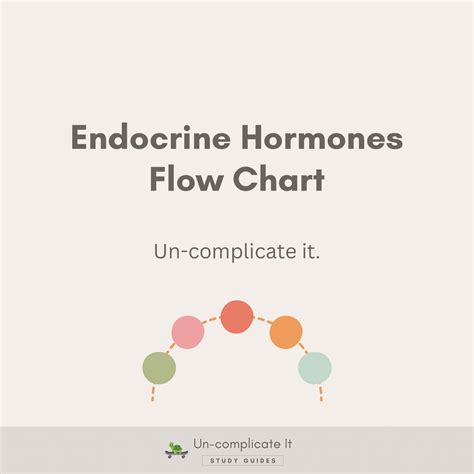 Image result for Endocrine System Flow Chart