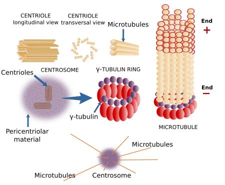 The cell. 7. Cytosol. Cytoskeleton. Microtubules. Atlas of plant and ...