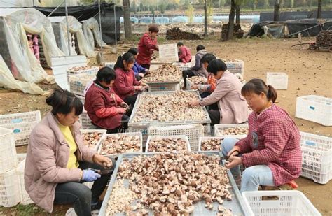 河南汝阳：“香菇之乡”收菇忙-人民图片网