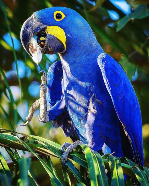 HYACINTH MACAW The largest Macaw in the world, with the strongest peak ...