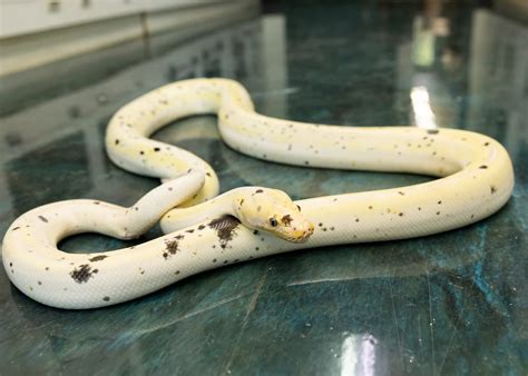 Image result for Phantom Reticulated Python
