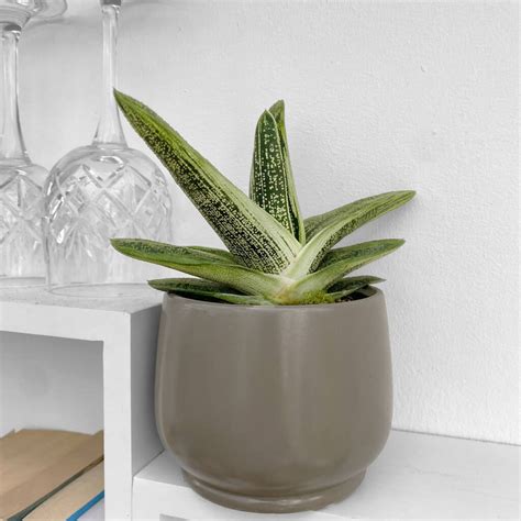 Aloe Little Warty Easy Care Succulent House Plant By Clouds Hill Succulents