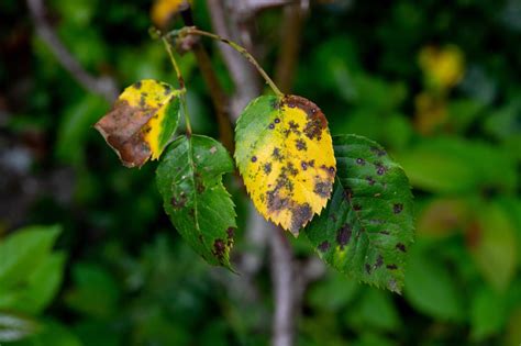 Phillip Harkness On Yellowing Rose Leaves - 'Prevention Is Better Than ...