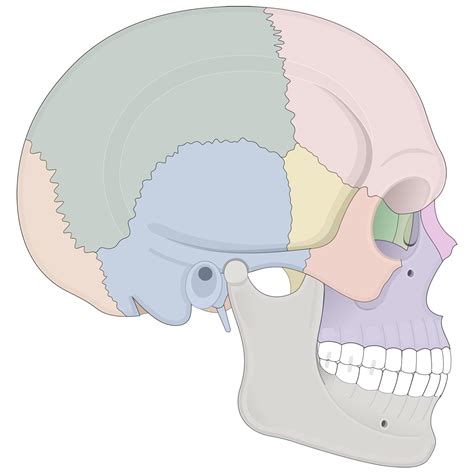 Human Skull Anatomy Lateral View (Illustrations) – Human Bio Media