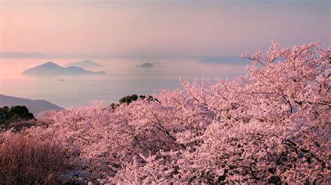 Kirsch- und Pflaumenblüte in Setouchi, Japan