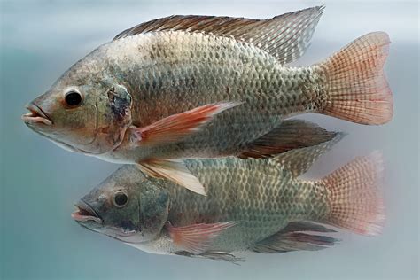 Tilapia Farming | Systems, Water Quality, Stocking, Feeding & Harvest