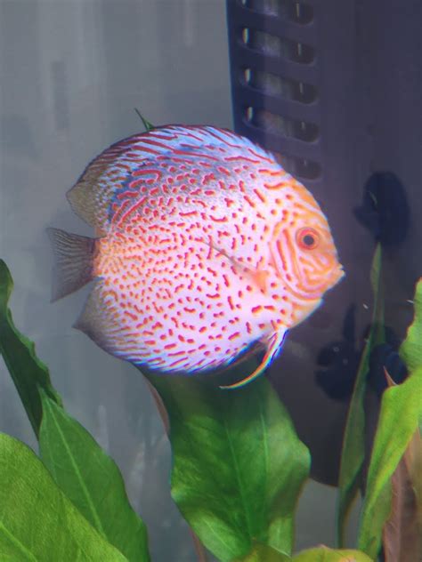 Image result for Red Leopard Discus