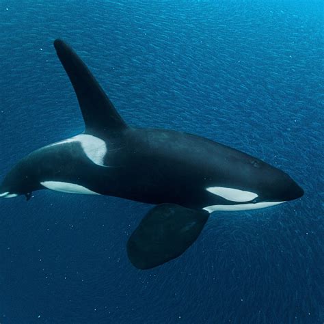 Wild Orca Wallpaper - where to see orcas in the wild