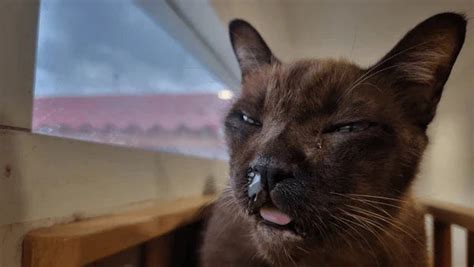 Feline Calicivirus: Know its signs, symptoms & treatment | Supertails