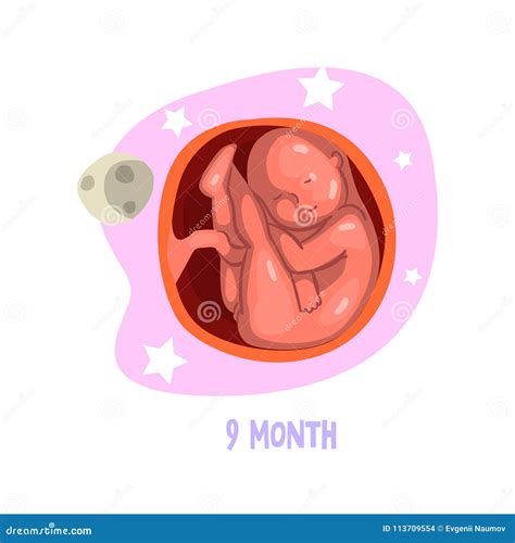 Process Of Pregnancy From 1st To 9th Months. Fetal Development. Baby Growth Inside Womb. Vector ...