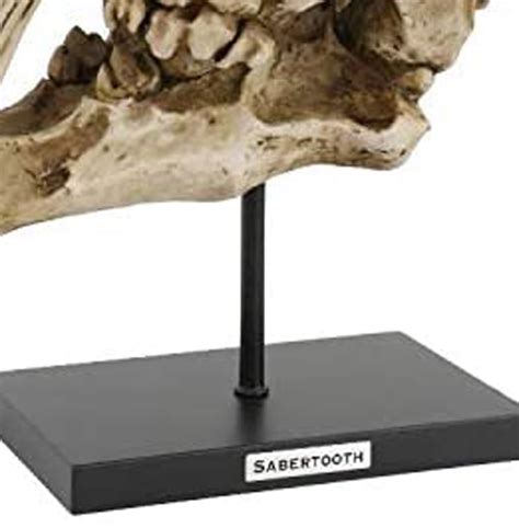 Ebros Gift Sabertooth Tiger Cat Fossil Skull Skeleton Replica India | Ubuy