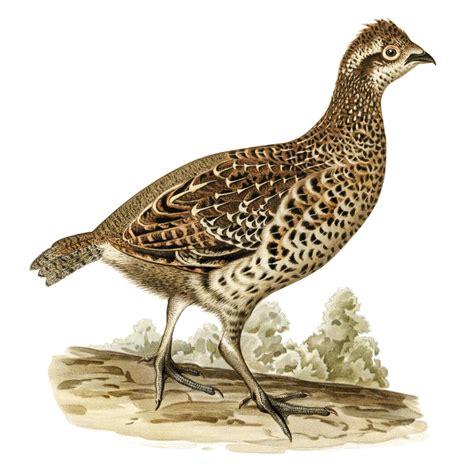 Png sticker hazel grouse bird hand drawn | Premium Photo