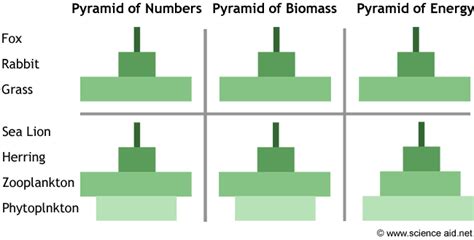 Image result for Ecological Pyramids Explained