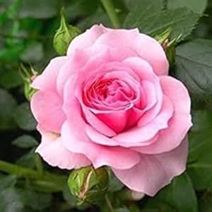 Gurveplantationi Live Rose Flowering Plant Fragrant & Beautiful Blooms ...