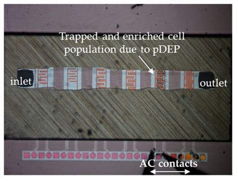 Characterization and Separation of Live and Dead Yeast Cells Using CMOS ...