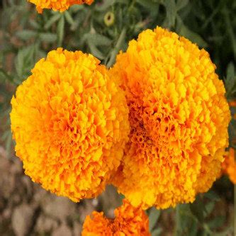African Marigold Hawaii Orange- 50 Seeds – Casa De Amor
