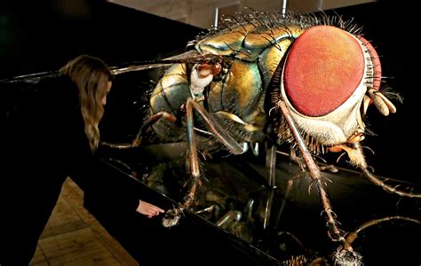 Felix Neff (@FelixNeff@ecoevo.social) - ecoevo.social