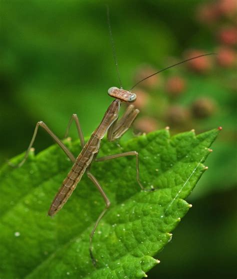 Baby praying mantis soon after it hatched from its egg sac. It is only ...