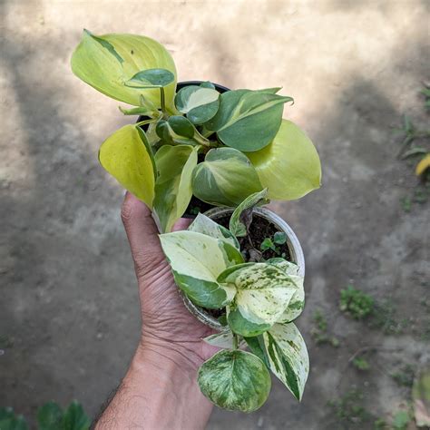 Combo - Manjula Pothos + Philodendron Brasil – Soiled