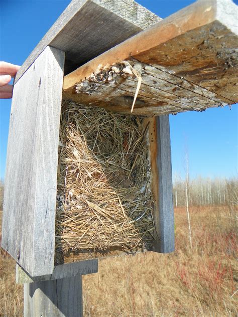Image result for Tree Swallow Boxes
