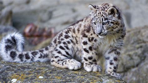 Baby Snow Leopard Wallpapers - Top Free Baby Snow Leopard Backgrounds ...