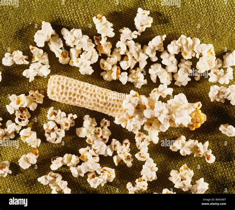 POPCORN, PEARL TYPE (ZEA MAYS EVERTA) / STUDIO Stock Photo - Alamy