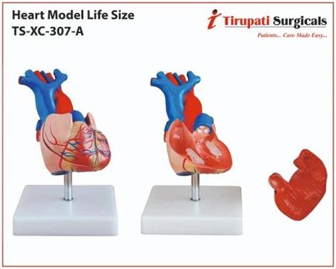Organ Model - Heart Model Life Size TS-XC-307A Wholesaler from Pune