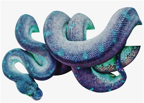 Image result for Python Wrapping Itself around Prey