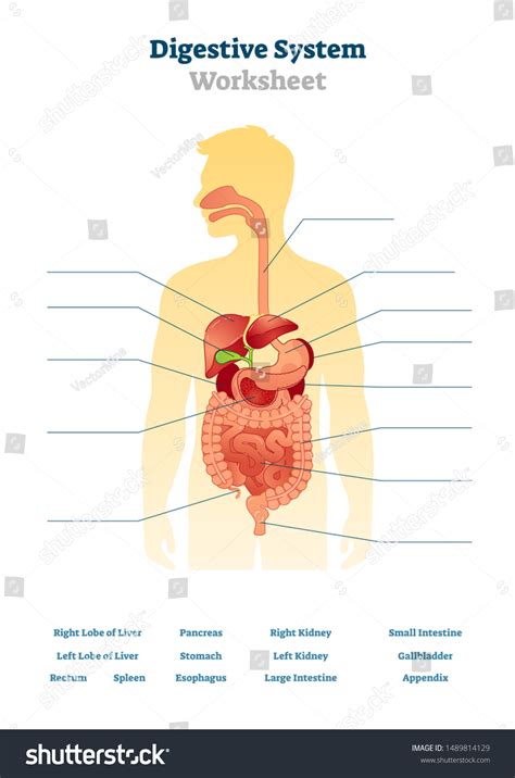 Image result for Digestive System Template