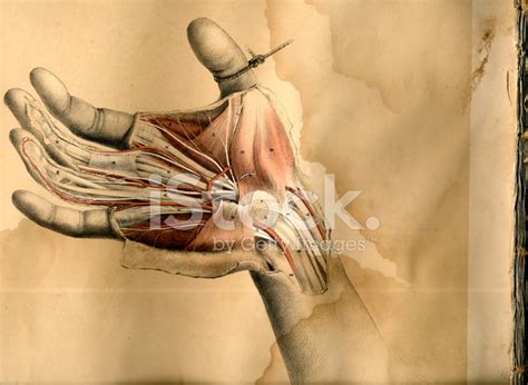 Image result for Hand Dissection