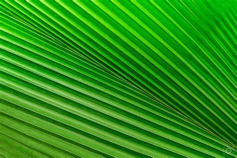 Image result for Leaf Texture High Resolution