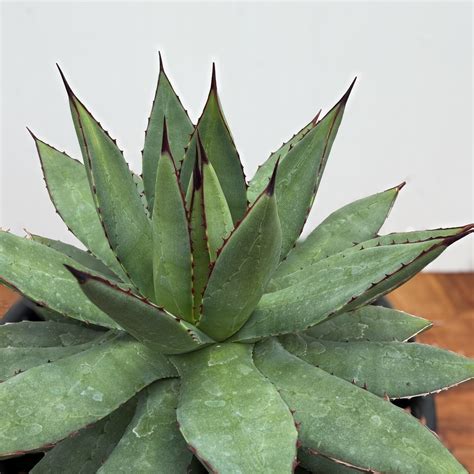 Agave Blue Ember【アガベ・ブルーエンバー】 | RIMO'S GREEN 【Saboten & Succulent】