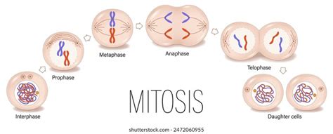 Image result for Chromosome Microarray Test