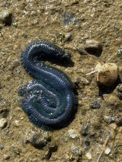 What is this? Found in lagoon on Key Peninsula, WA. : r/animalid
