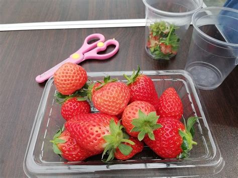 KINJO STRAWBERRY FARM (2026) All You Need to Know BEFORE You Go (with ...