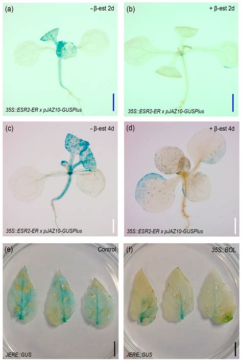 Interactions Between the Transcription Factor BOL/DRNL/ESR2 and the ...