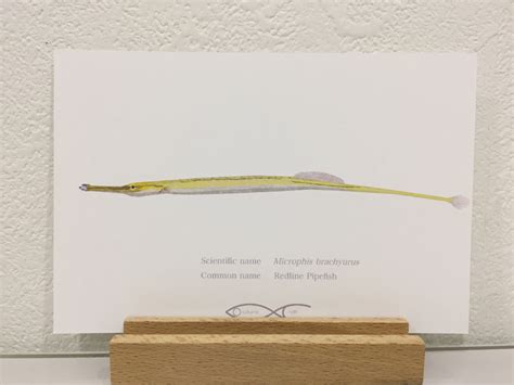 Microphis brachyurus(Redline Pipefish) Drawing Postcard | Osakanacraft