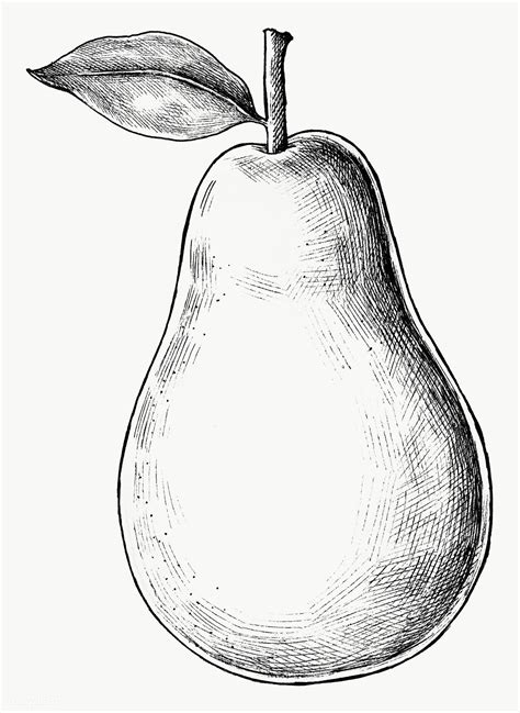 fruit hand drawing