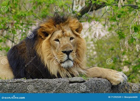 Panthera Leo Persica