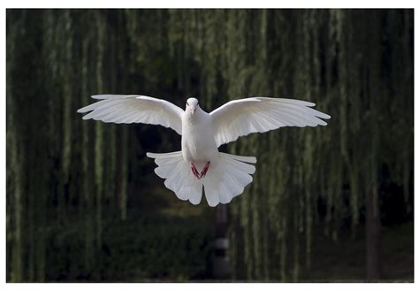 飞翔吧！白鸽--中国信鸽信息网相册